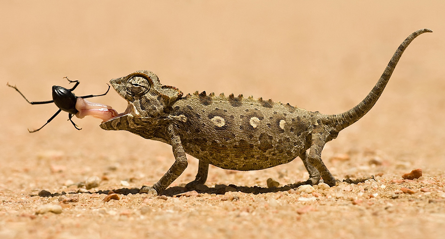 What lizards live in the Sahara Desert? [2022] 🐬 | Animalia-life.club