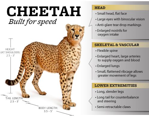 What makes a Cheetah so flexible?