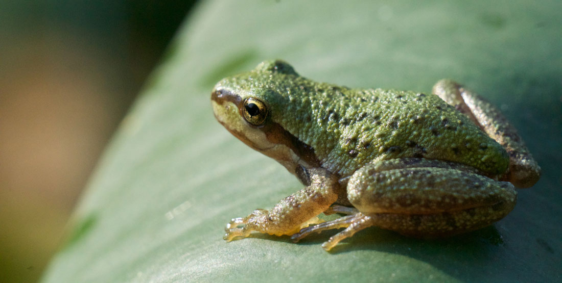 What makes a frog an amphibian?