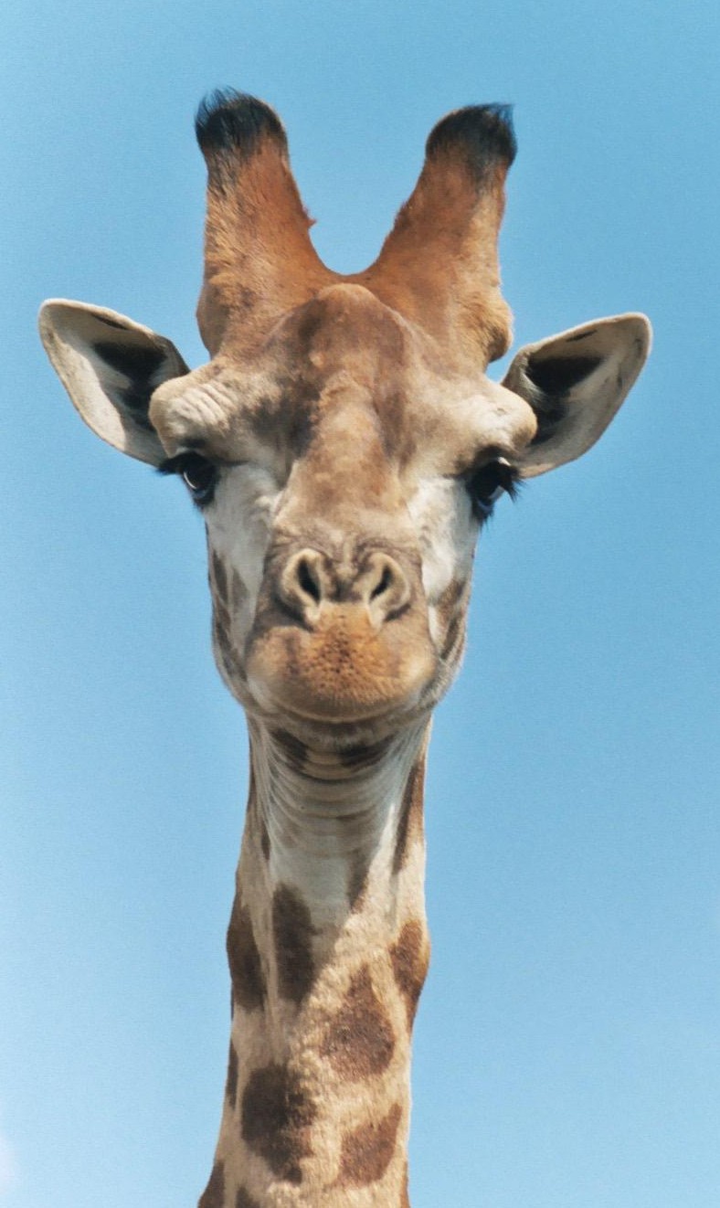 What makes a giraffe the tallest animal in the world?