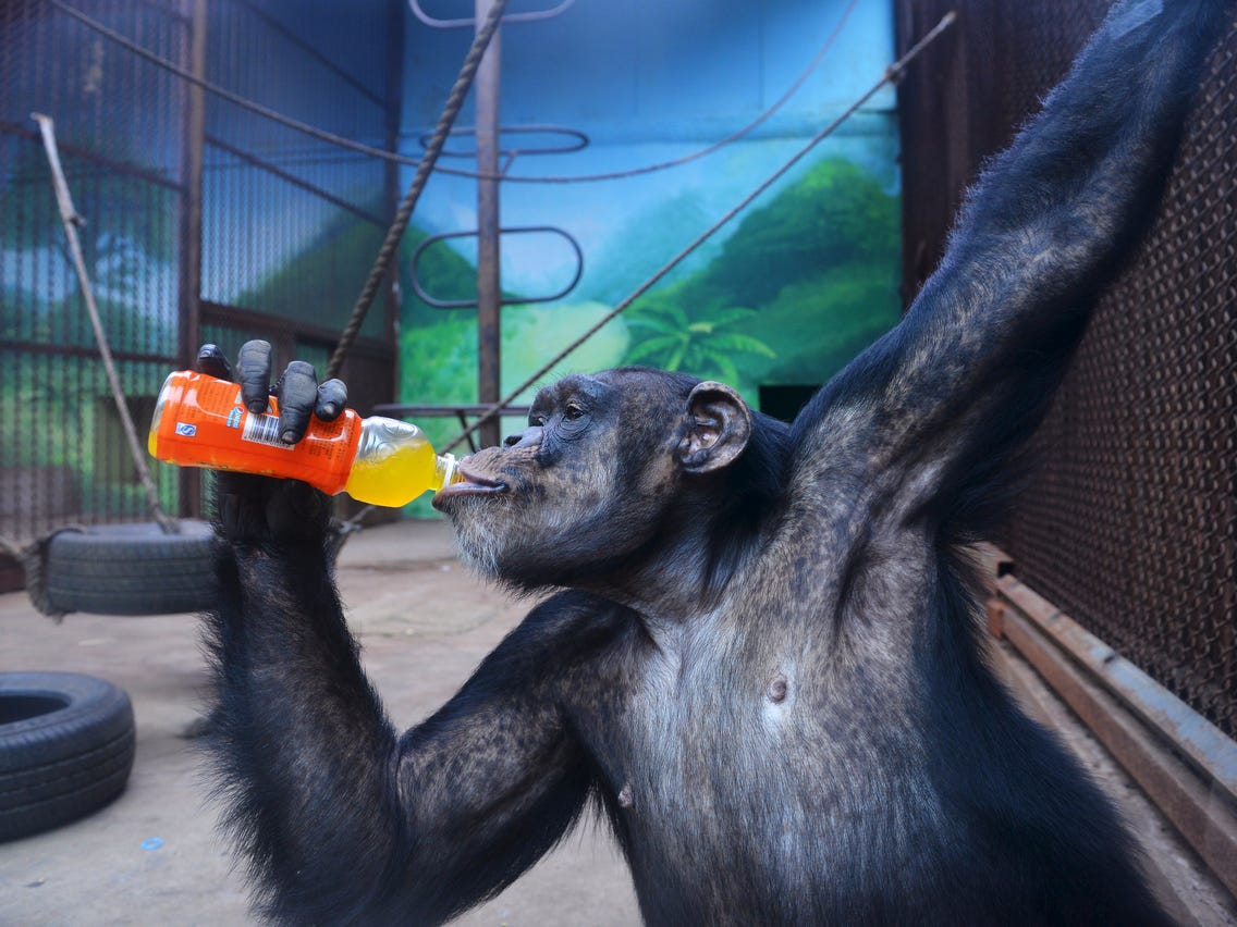 What makes chimpanzees intelligent?