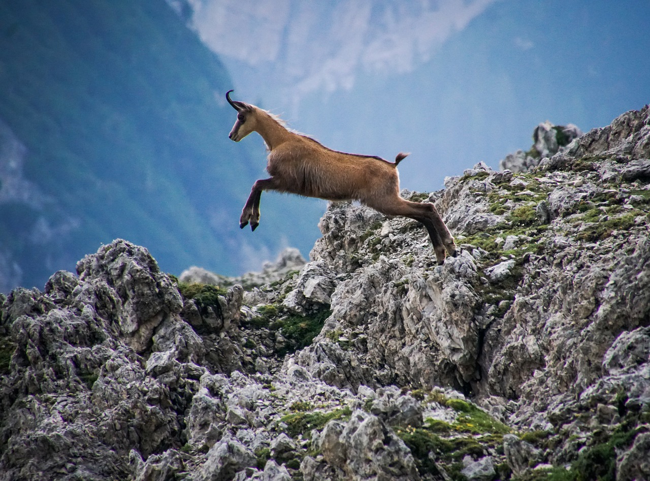 What makes some animals jump so high?