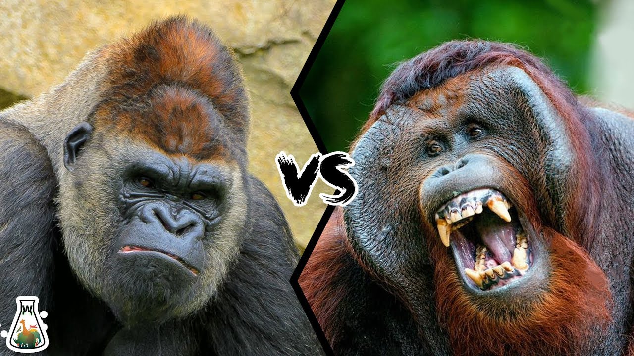 What monkey is bigger than gorilla?