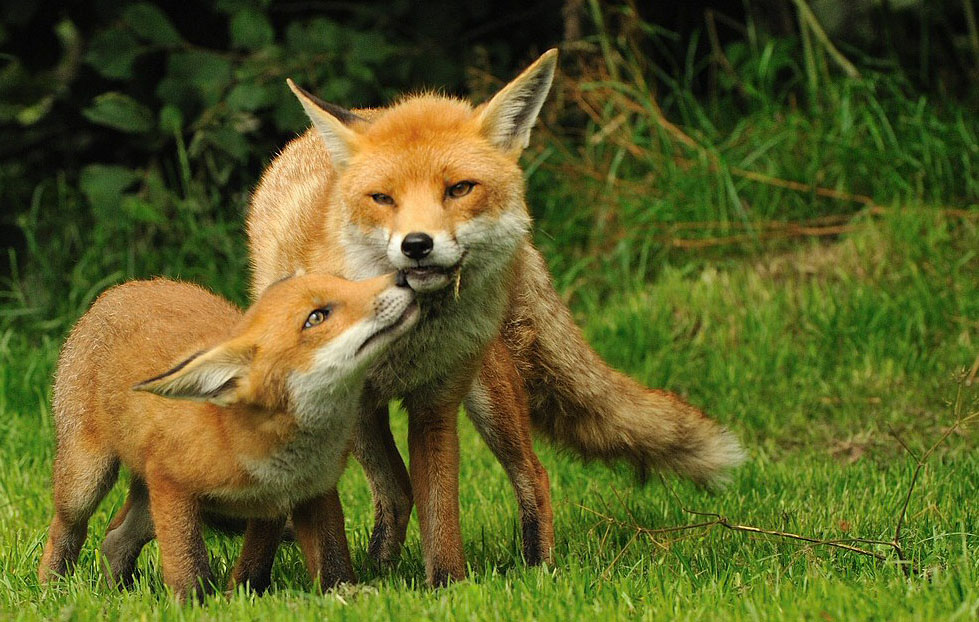 What month are fox cubs?