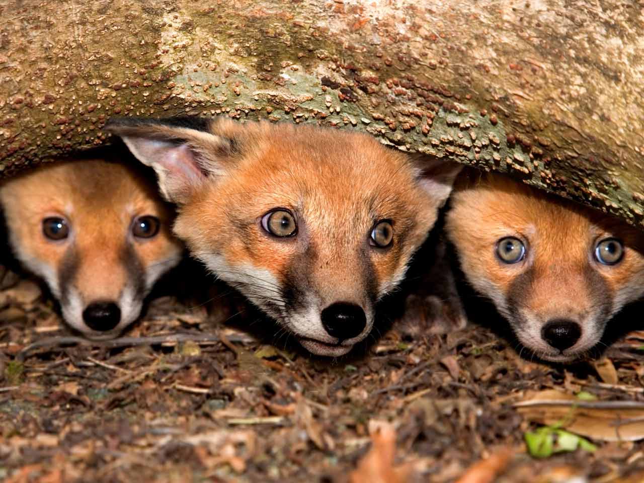 What month do fox cubs leave the den?