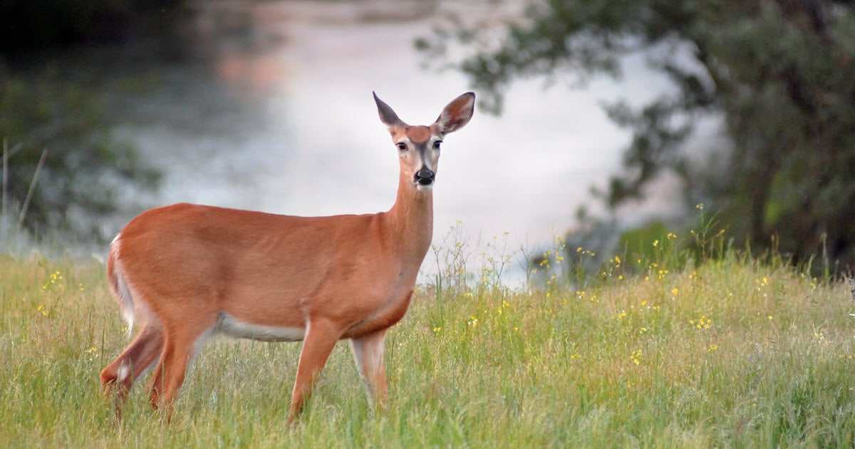 What name is given to a female deer?