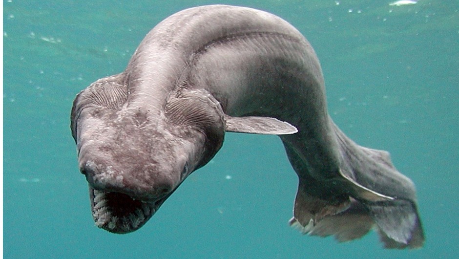 What ocean animal is pregnant the longest?