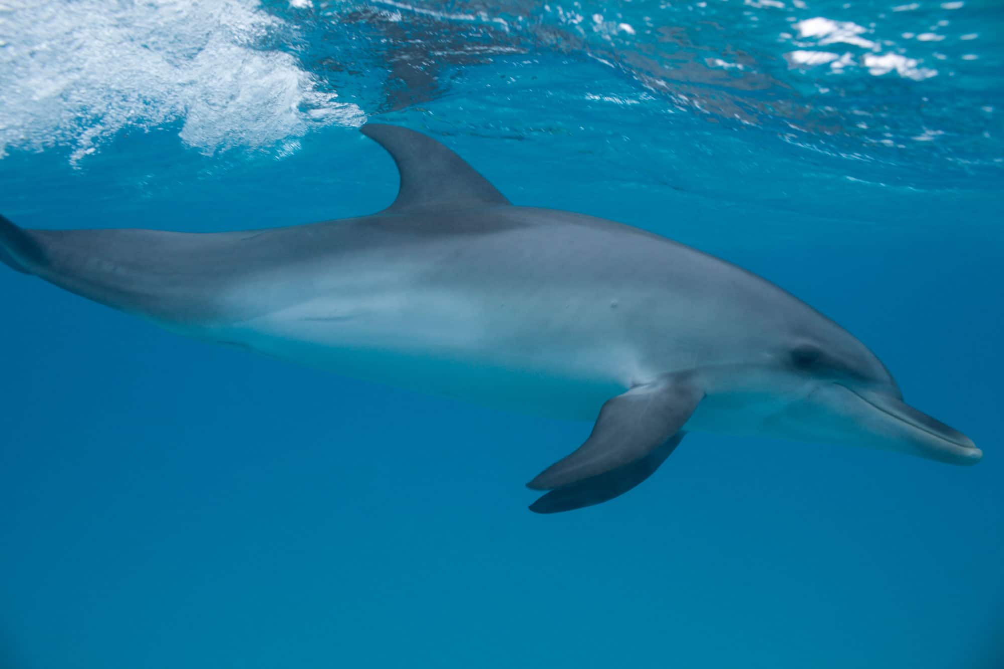 What ocean do dolphins live?