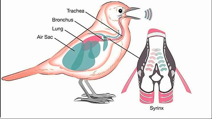 What organ produces sound in birds?