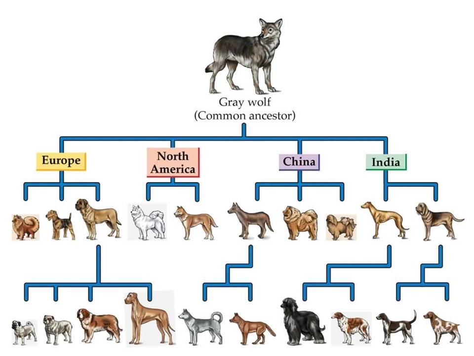 What organism did dogs evolve from?
