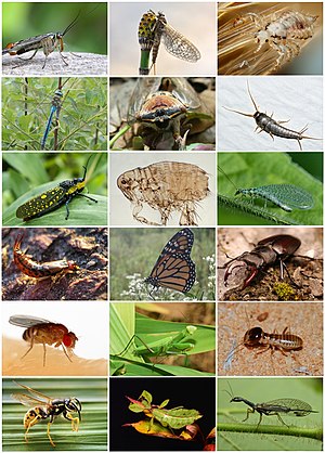 What organisms are in insects?