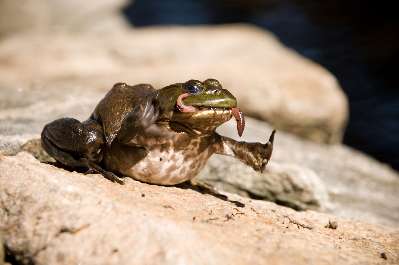 What organisms do frogs eat?