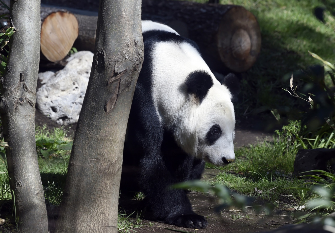 What pandas are not owned by China?