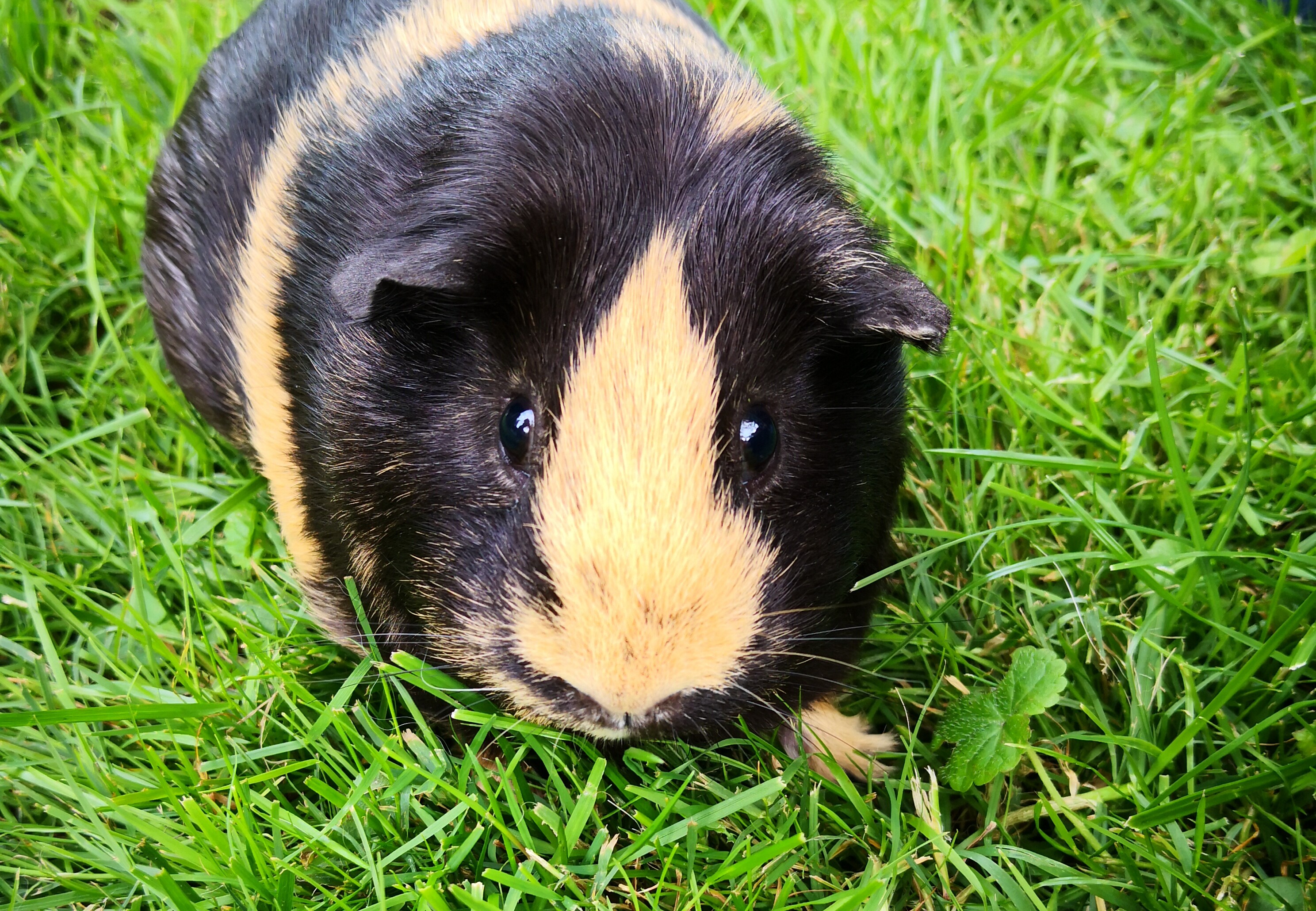 What part of South America do guinea pigs come from?
