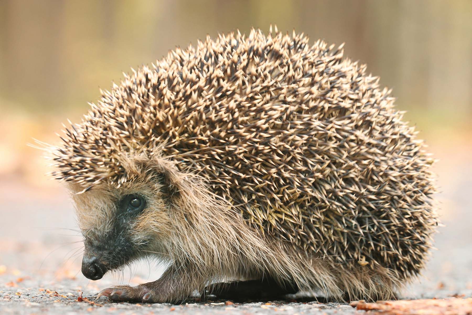 What part of speech is hedgehog?
