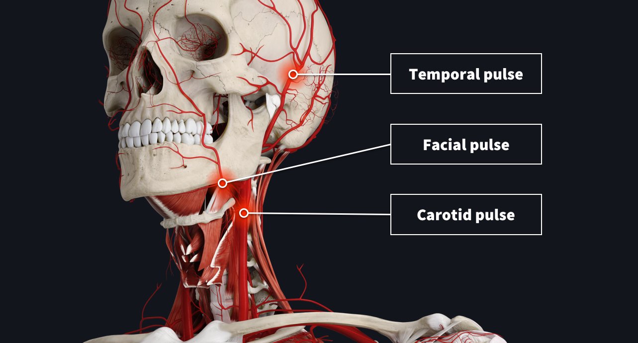 What part of the head has a pulse point?