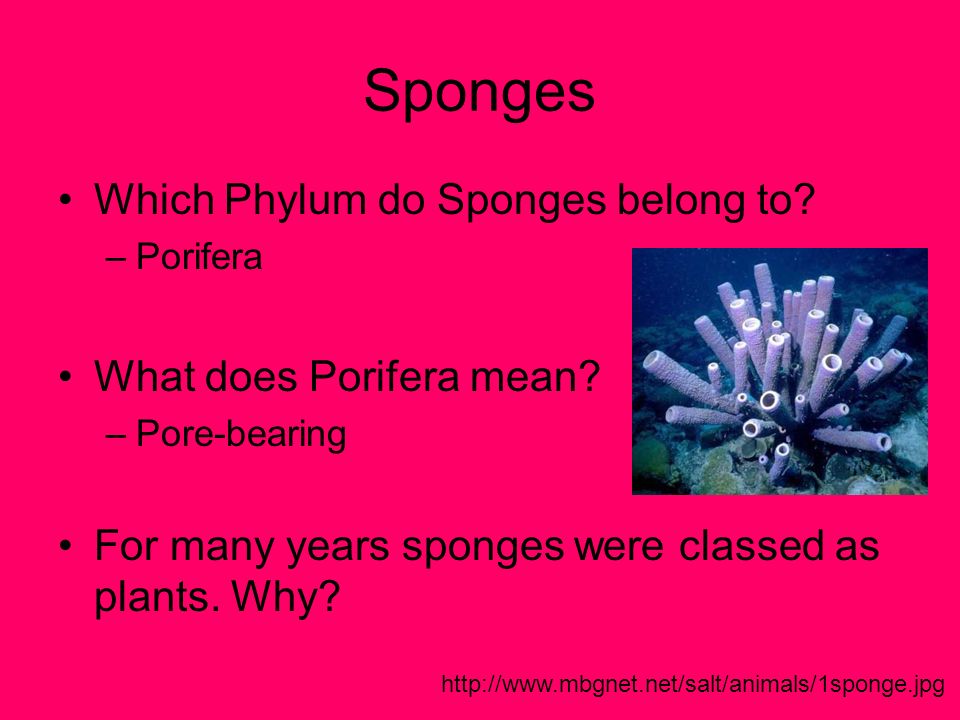 What phylum do sponges belong to?