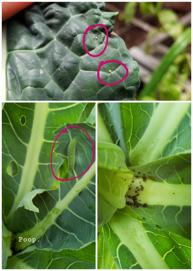 What plants do cabbage moths lay eggs on?