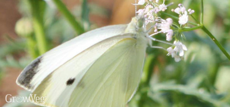 What plants do cabbage white butterflies lay their eggs?