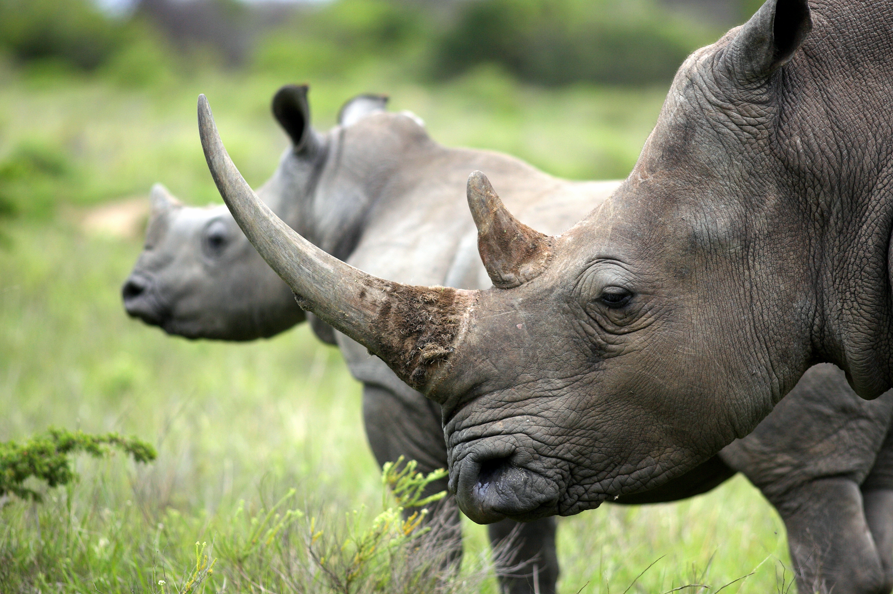 What protein is a Rhinos horn made of?