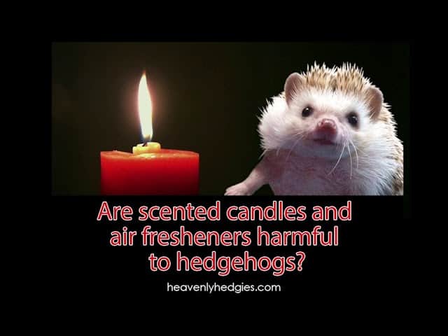 What scents are bad for hedgehogs?