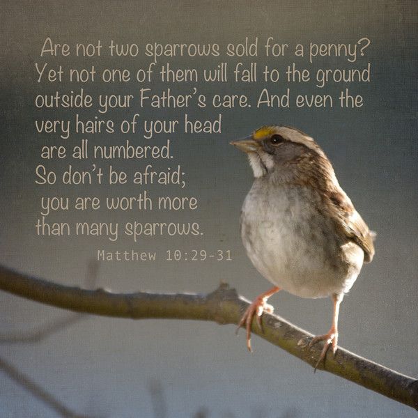 What Scripture talks about the sparrow?