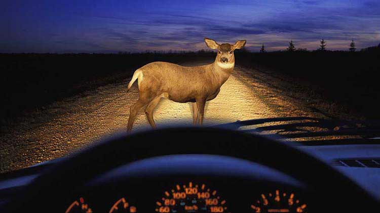 What should I do if I hit a deer while driving?