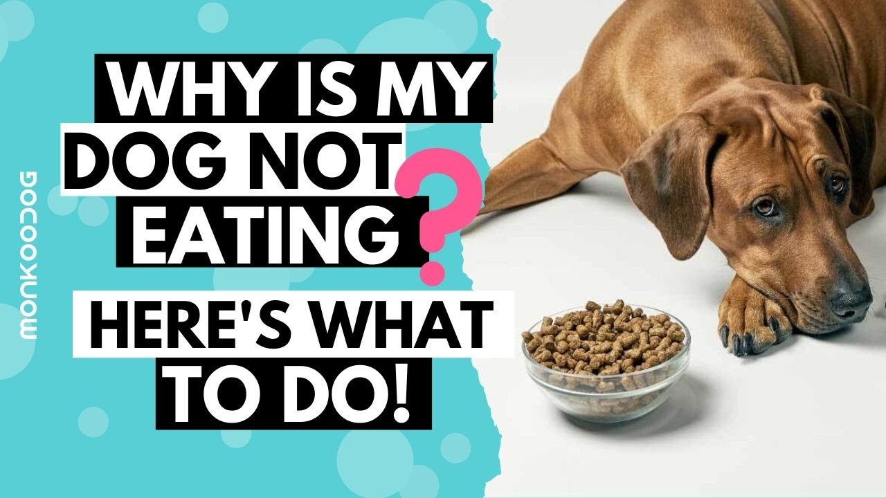 What should I do if my dog is not eating or drinking?