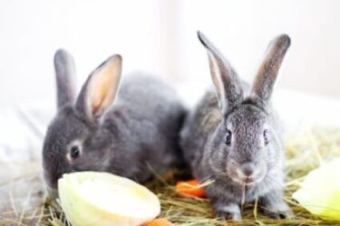 What should I do if my rabbit ate something toxic?