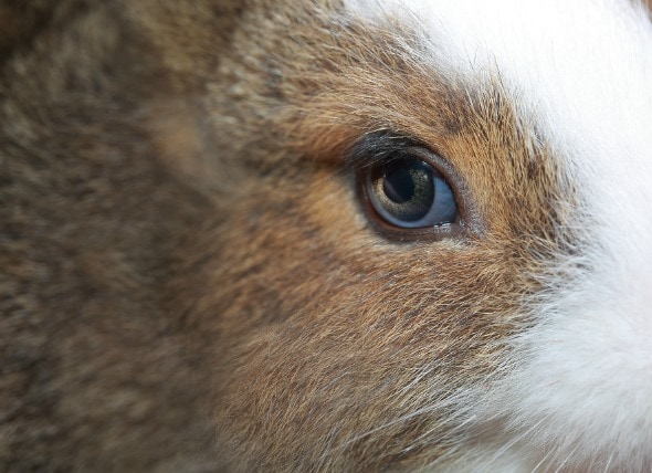 What should I do if my rabbit has a cloudy eye?
