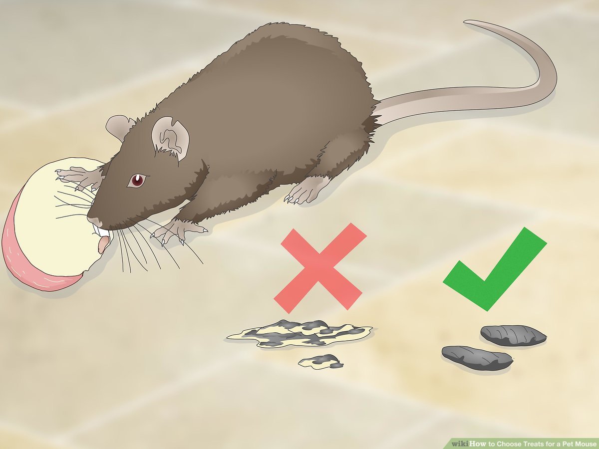 What should I Feed my mice?