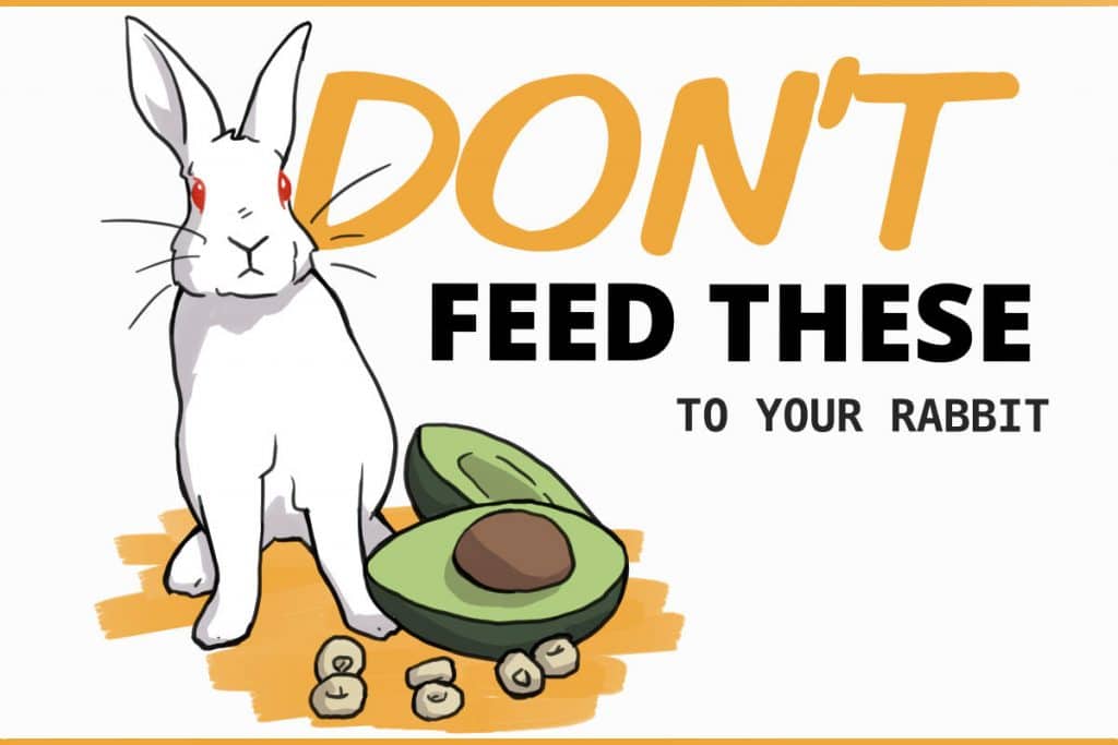 What should I not feed my rabbit?