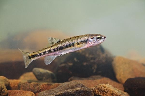 What small river fish are found in the UK?