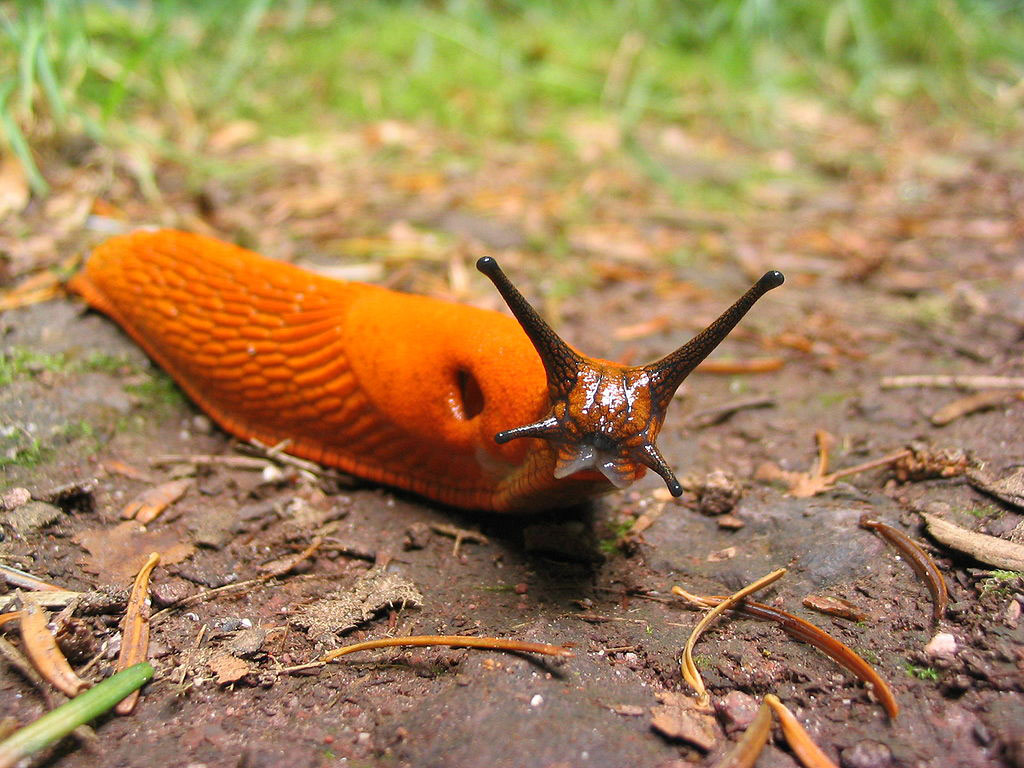 What smell keeps slugs away?