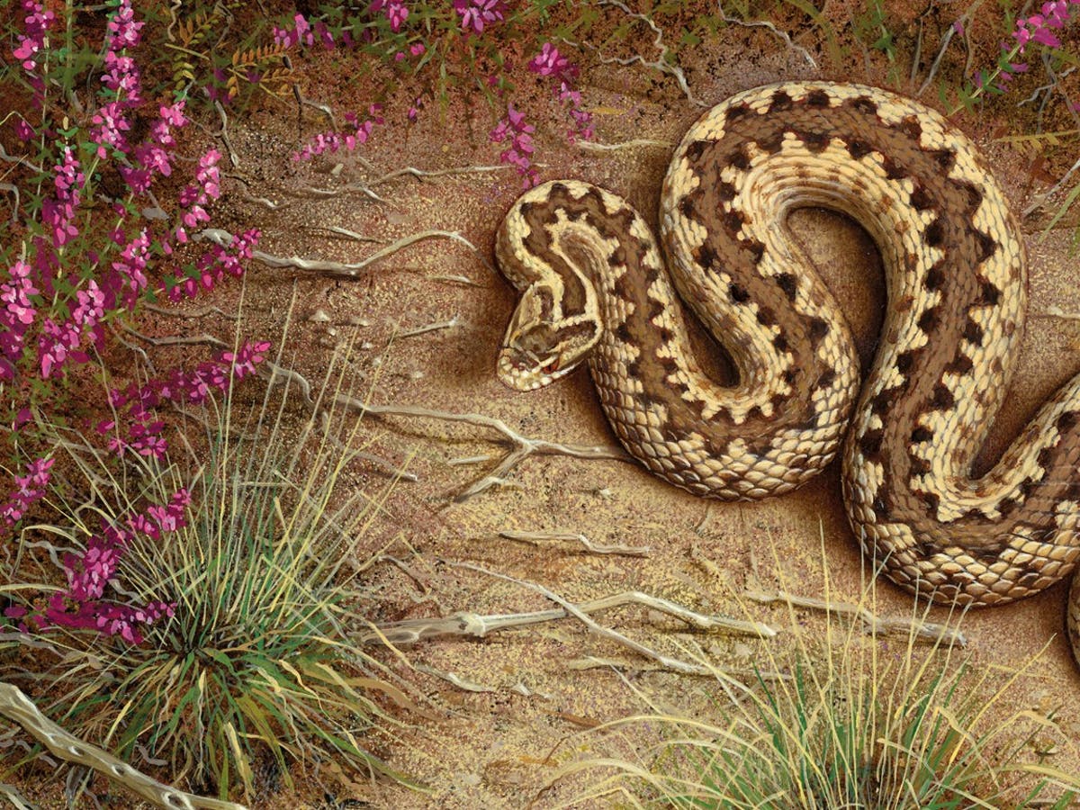 What snakes are venomous in the UK?