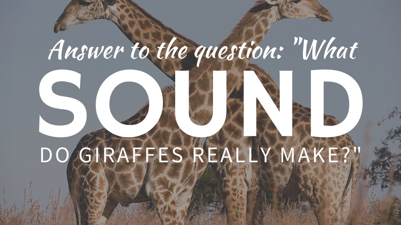 What sound does a giraffe make?