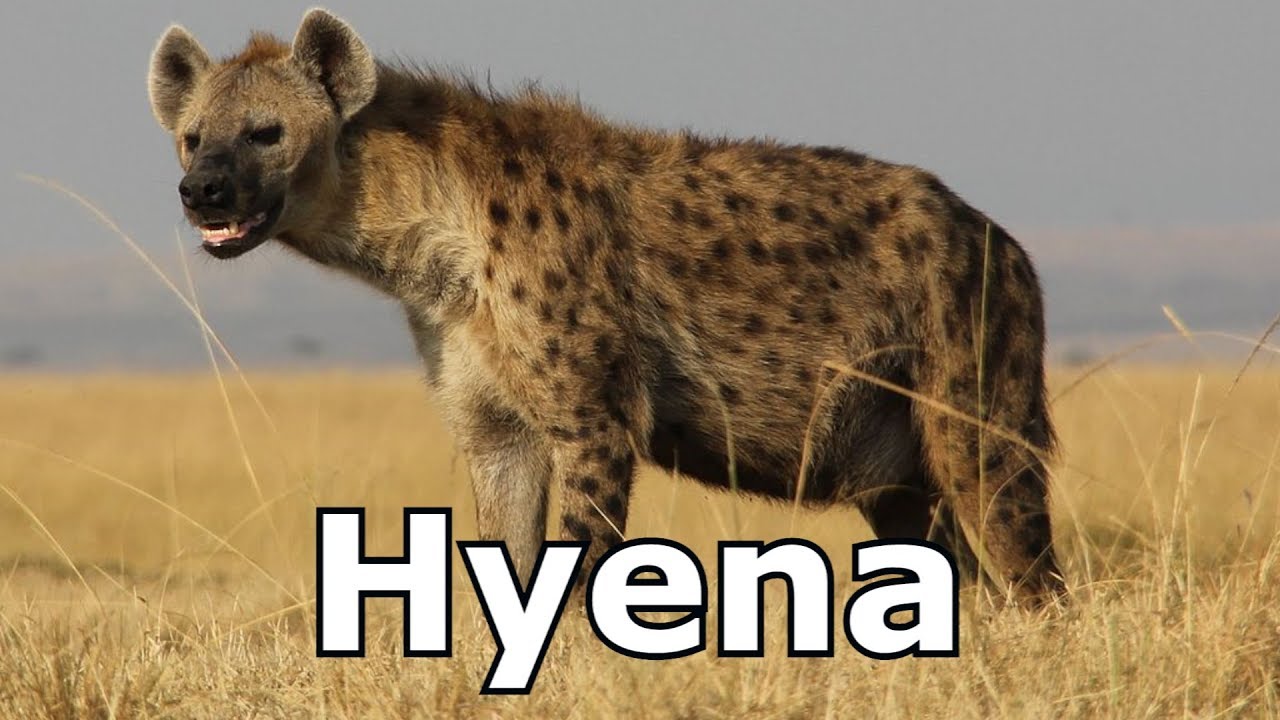 What sound does a hyena make when they are stressed?