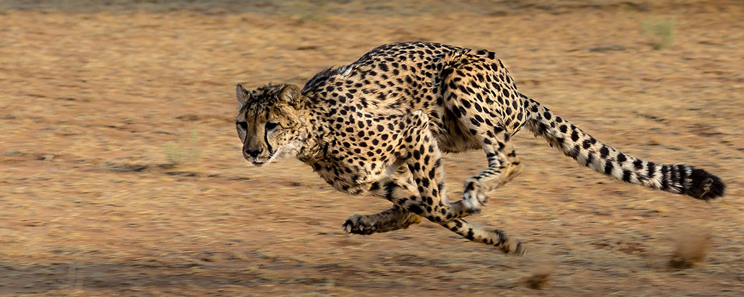 What special adaptations make cheetahs so fast?
