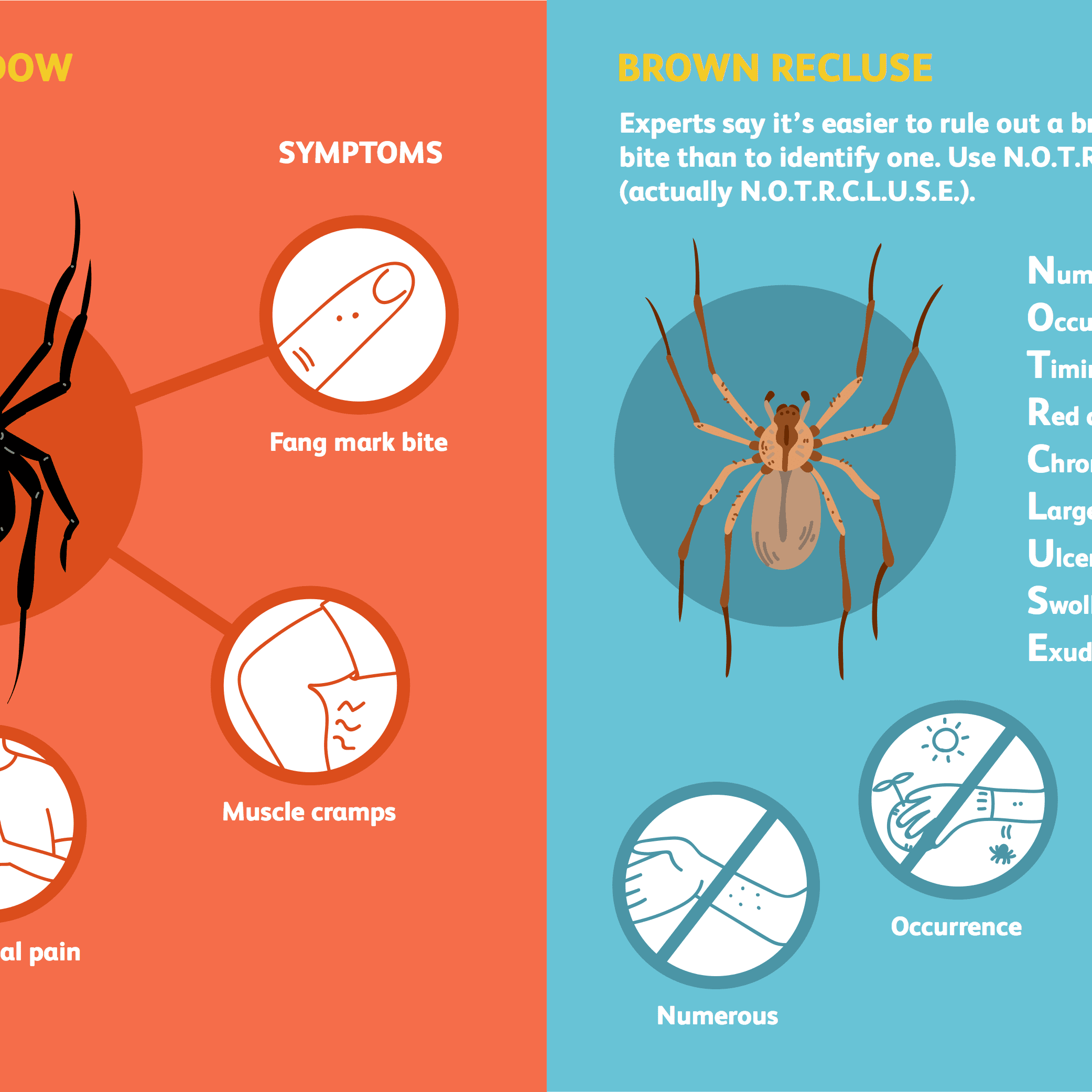 What spider bites should I be worried about?