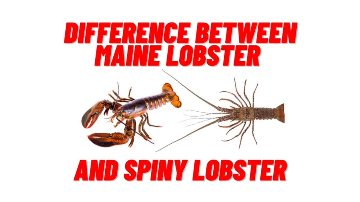 What taste better Maine lobster or spiny lobster?