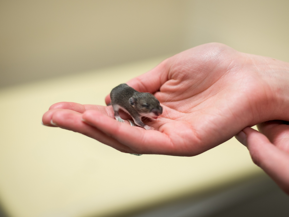 What temperature do baby mice need to survive?