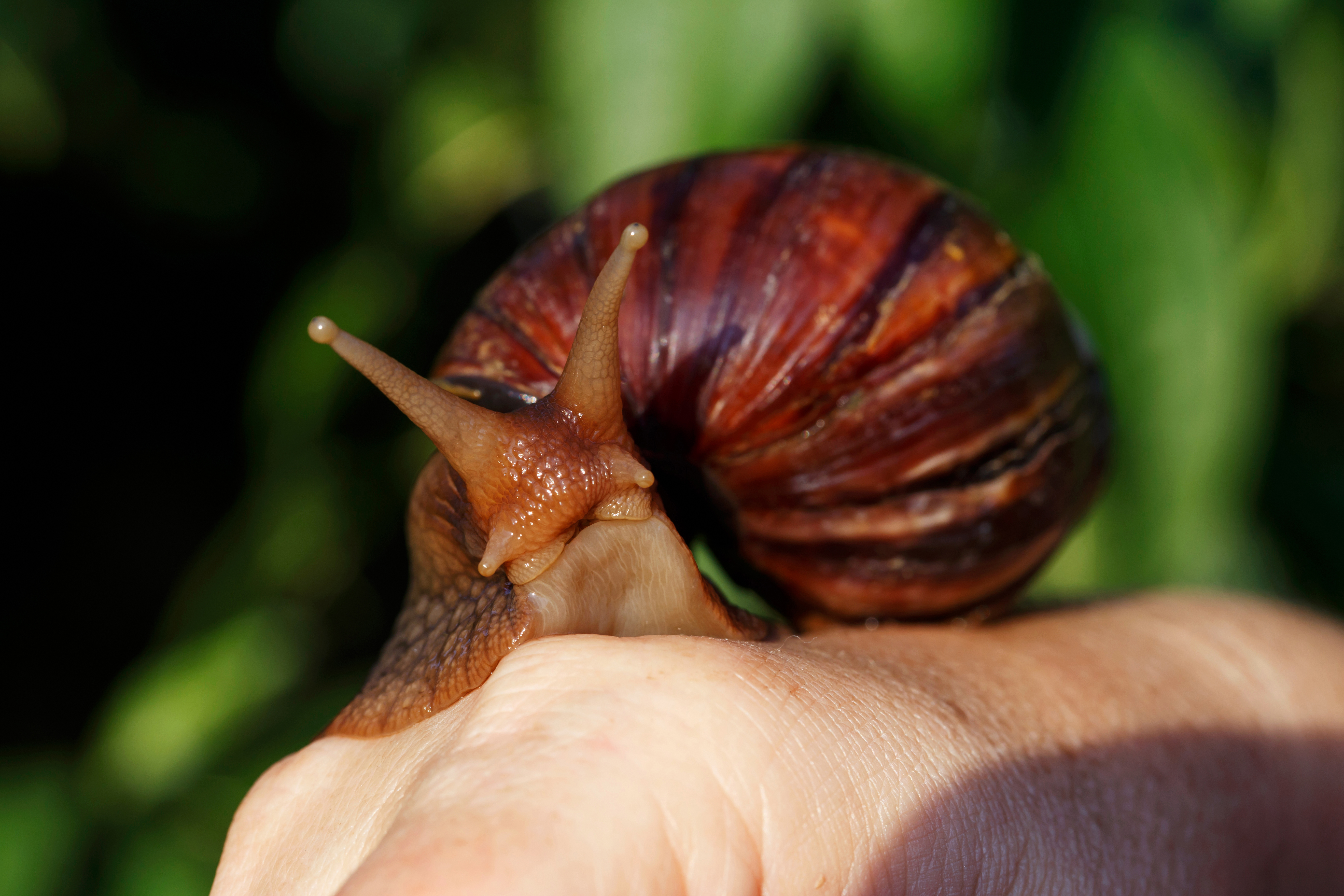 What temperature do giant African land snails live in?