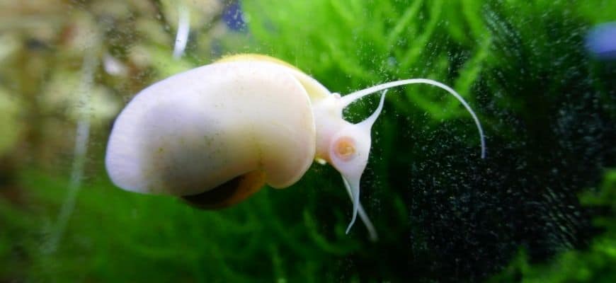 What temperature kills aquarium snails?