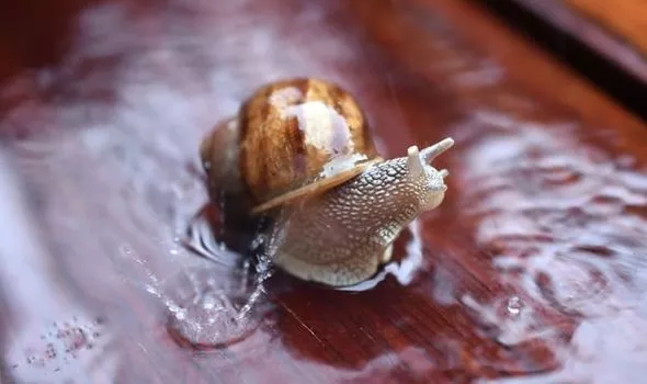 What time do snails come out?