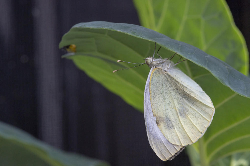 What time of day are cabbage butterflies most active?