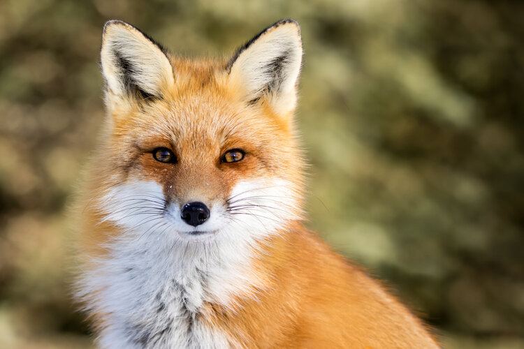 What time of the year are foxes born?