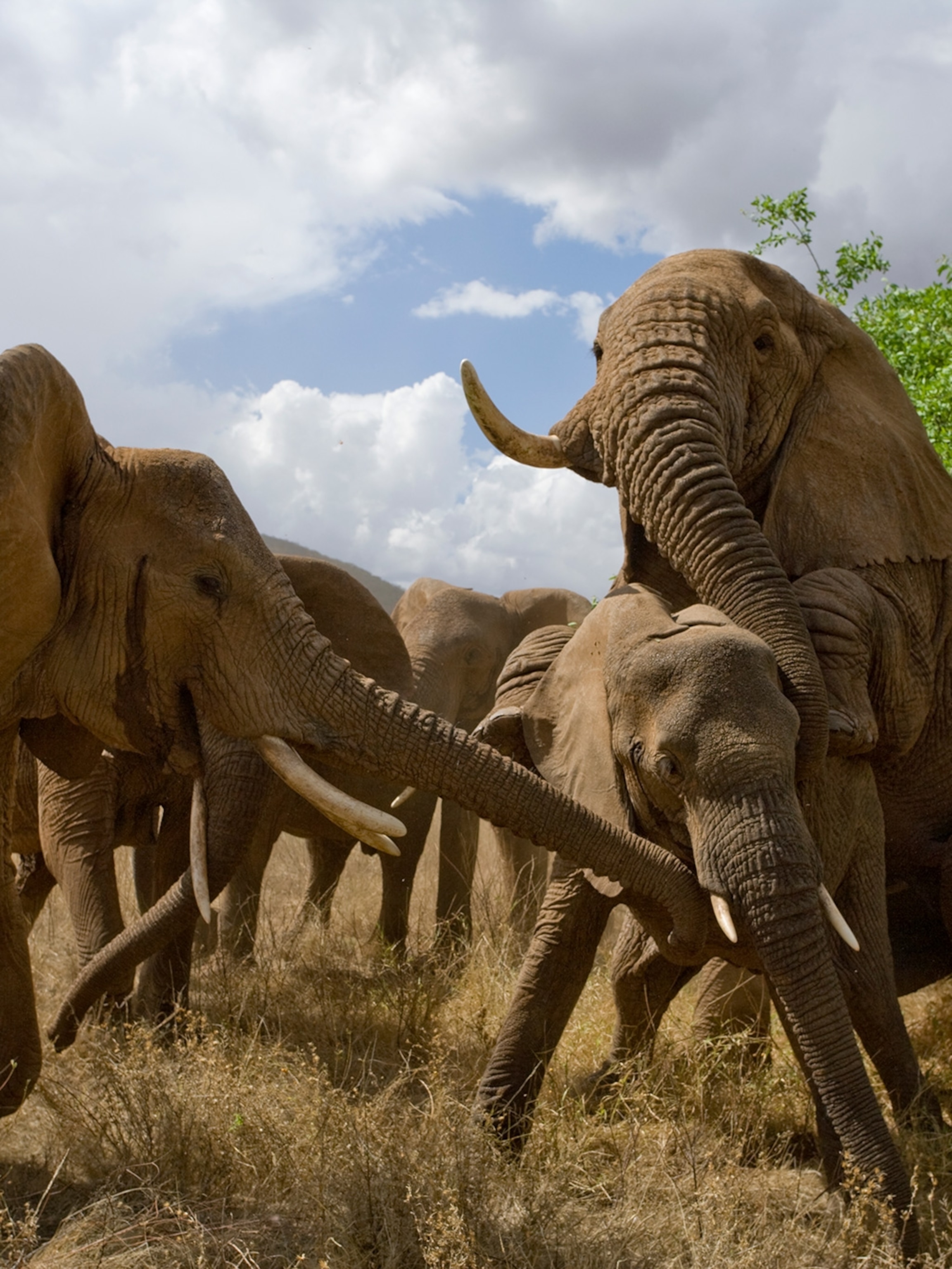 What time of year do African elephants mate?