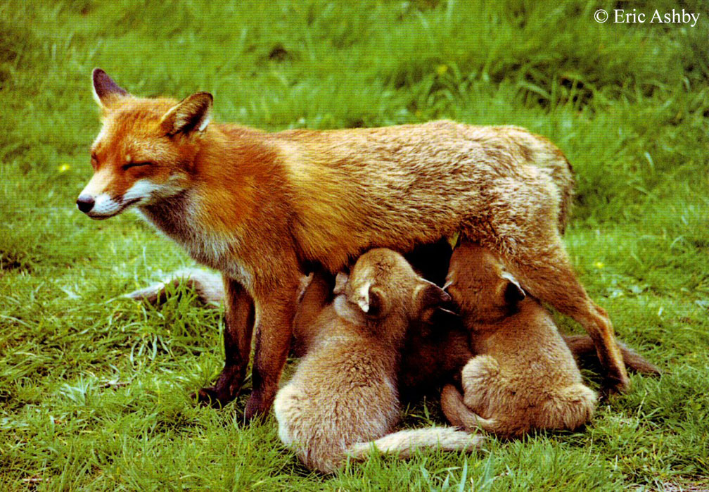 What time of year do foxes give birth?