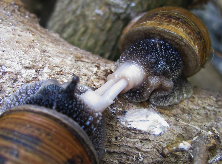 What time of year do snails mate?