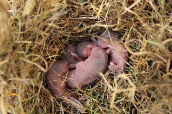 What to do if you find a baby mouse in Your House?